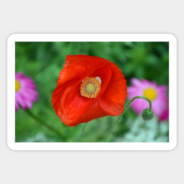 Winter Park Poppy Sticker by bobmeyers